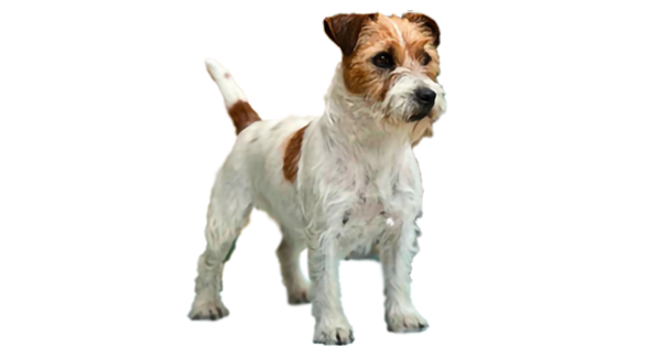 Matriz Jack Russell Terrier Filhotes