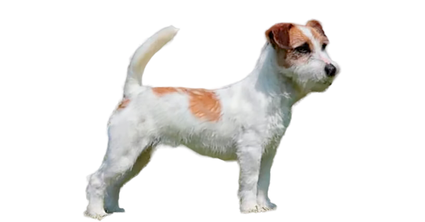 Jack Russell Reprodutor Macho Canil Dois Pinheiros