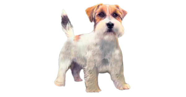 Reprodutor Jack Russell Canil Dois Pinheiros