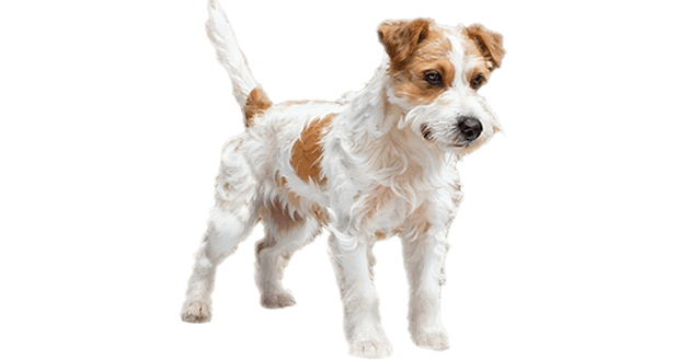 Reprodutor Jack Russell Canil Dois Pinheiros