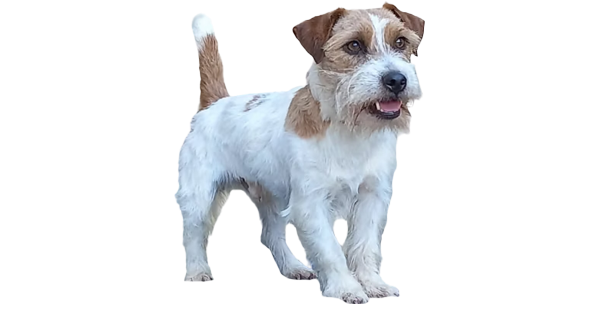 Reprodutor Jack Russell Canil Dois Pinheiros