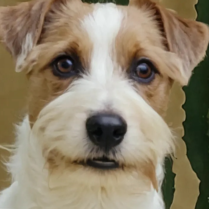 Close da cabeça de um Jack Russell