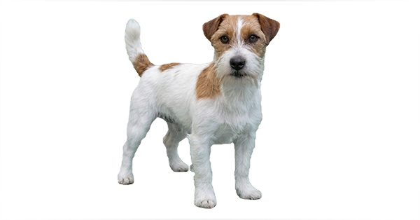 pareador Jack Russell