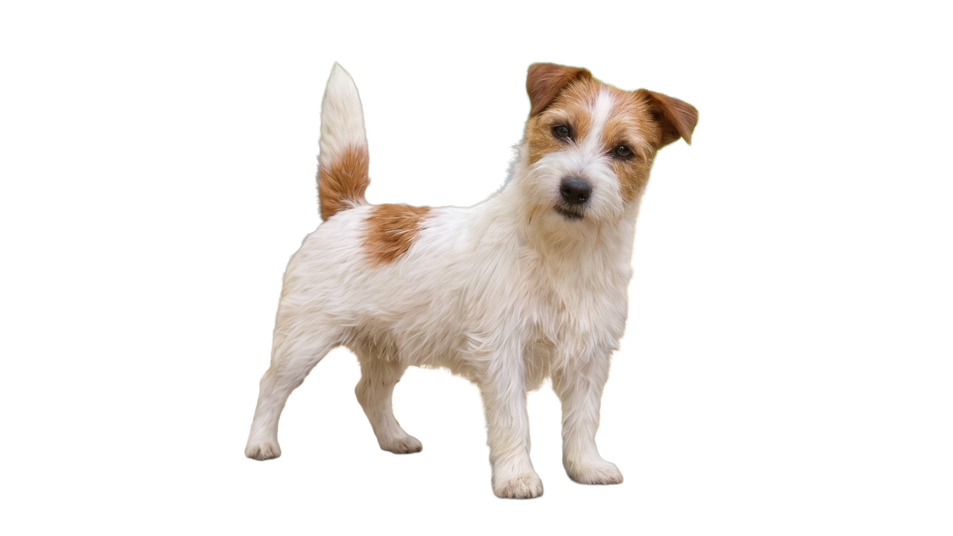 Jack Russell Terrier fêmea pelo branco e castanho