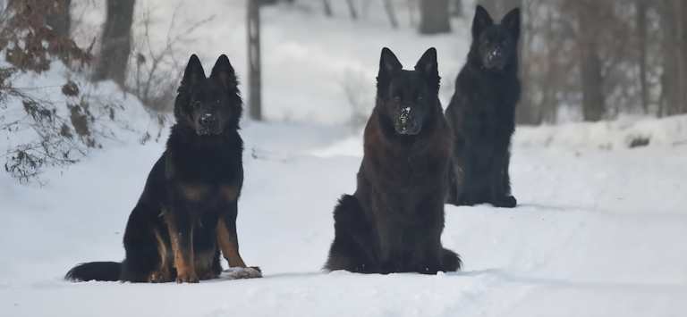 Três cães pastores alemães na neve