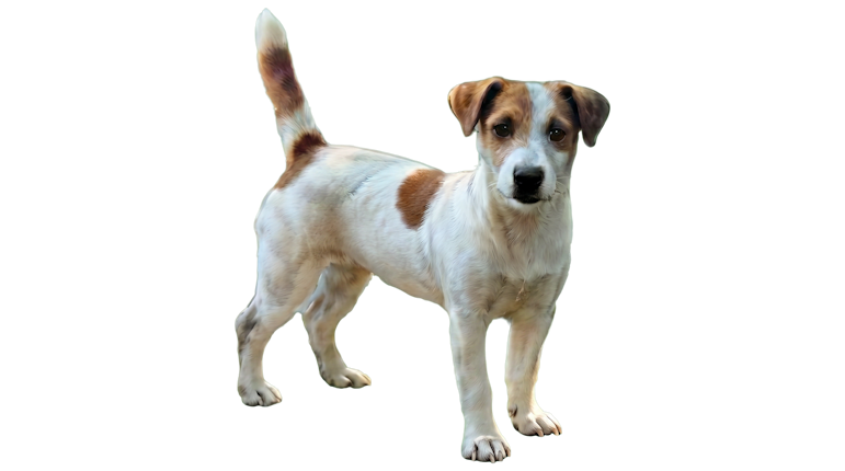 julie fêmea Jack Russell