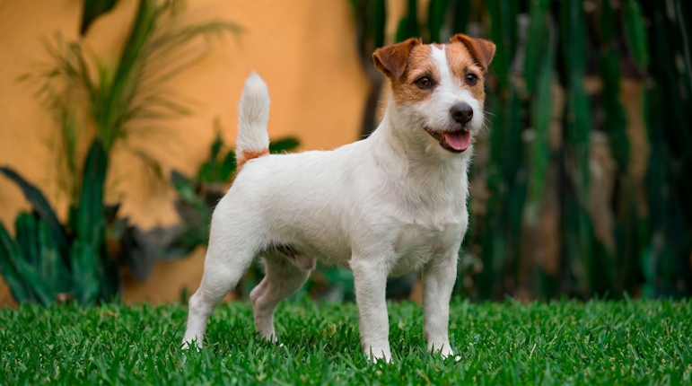 Dafne, matriz Jack Russell