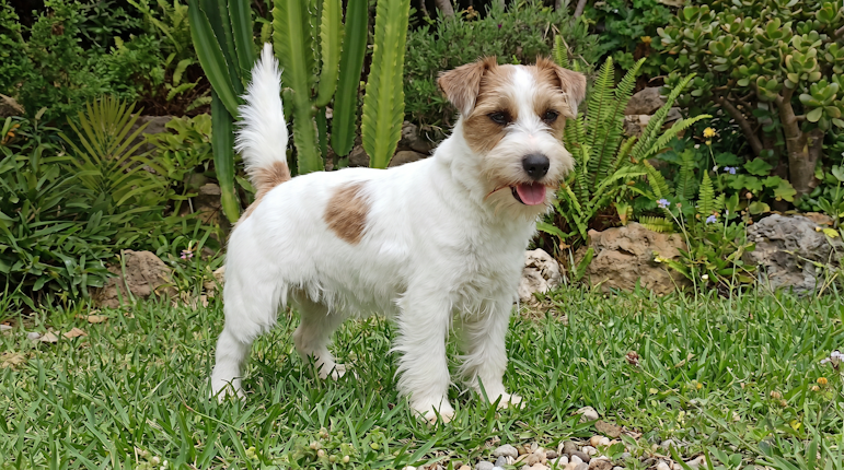 Vita, jack russell do canil dois pinheiros