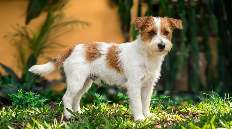 Ximi, fêmea jack russell