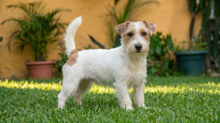 Valery, fêmea jack russell