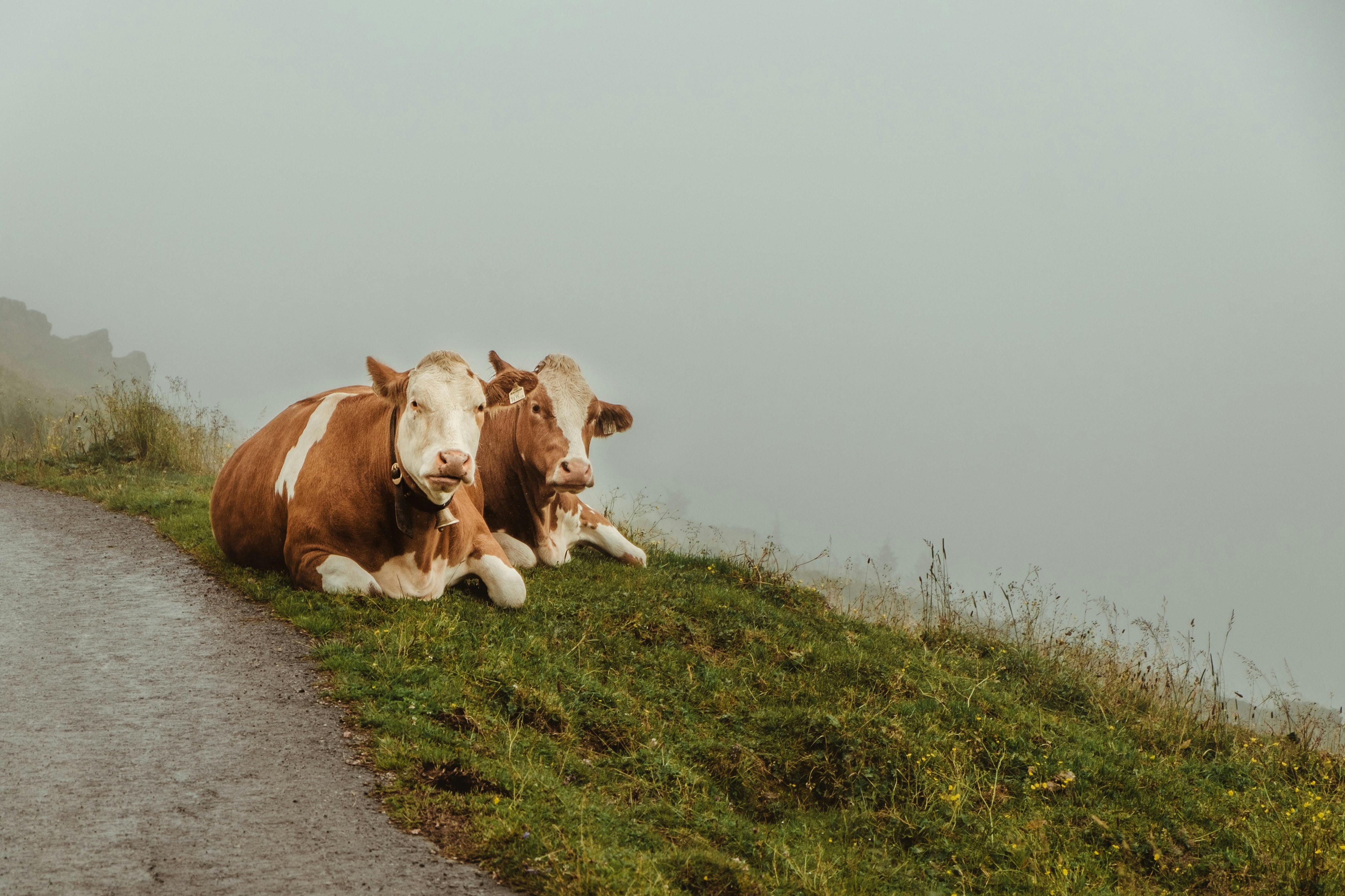 Raum TIERE der digitalen Ausstellung: www.alpenkrise.at