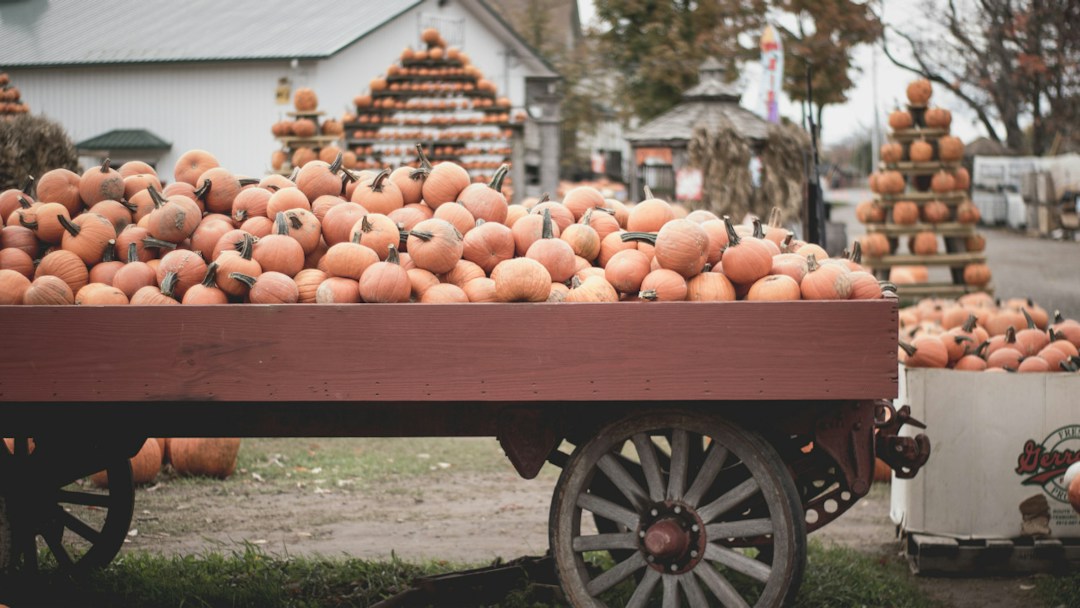 Virtual background pumpkins halloween