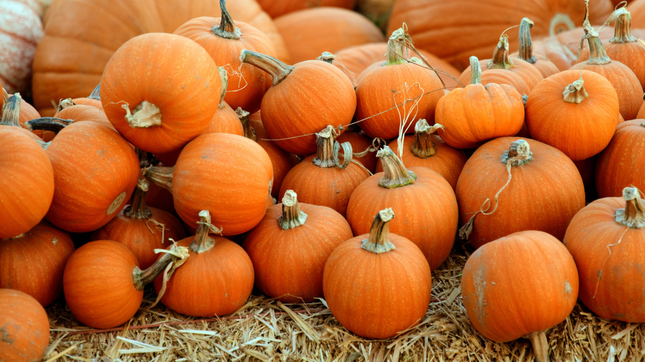 Virtual background pumpkins halloween