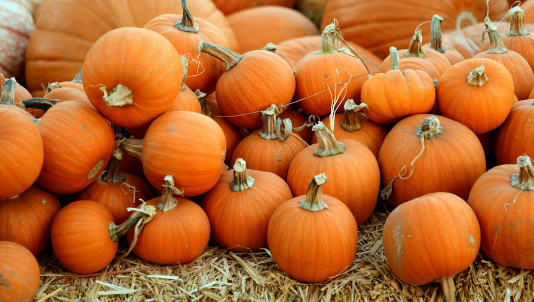 Virtual background pumpkins halloween