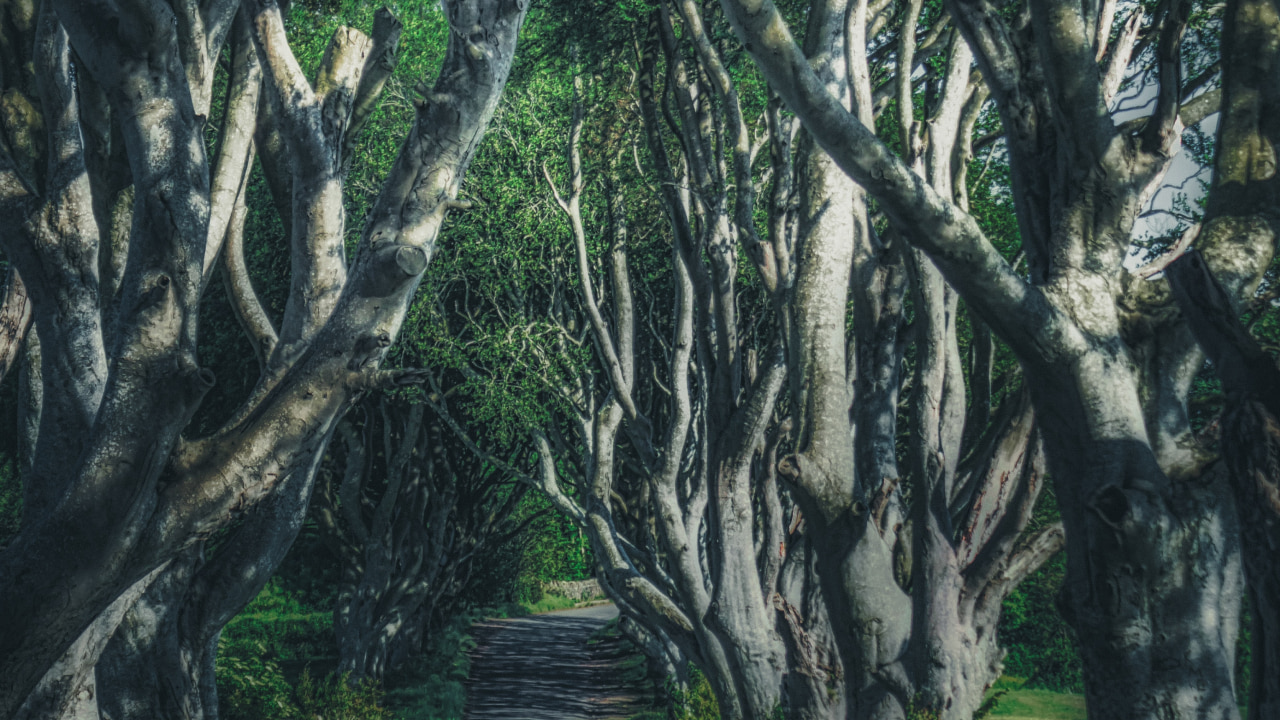 Arrière-plan virtuel forêt Game of Thrones