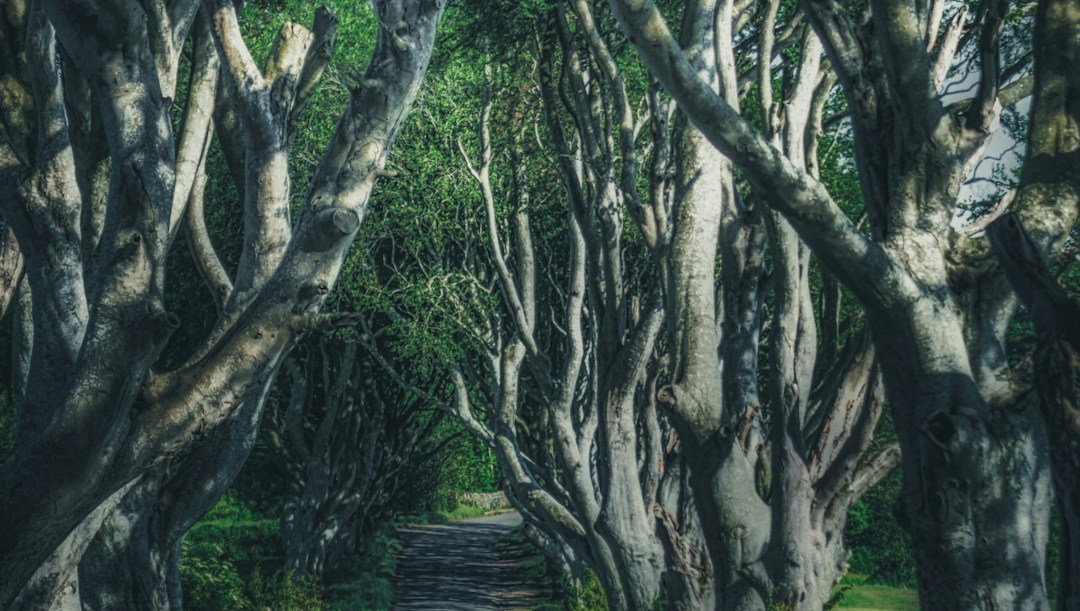 Arrière-plan virtuel forêt Game of Thrones