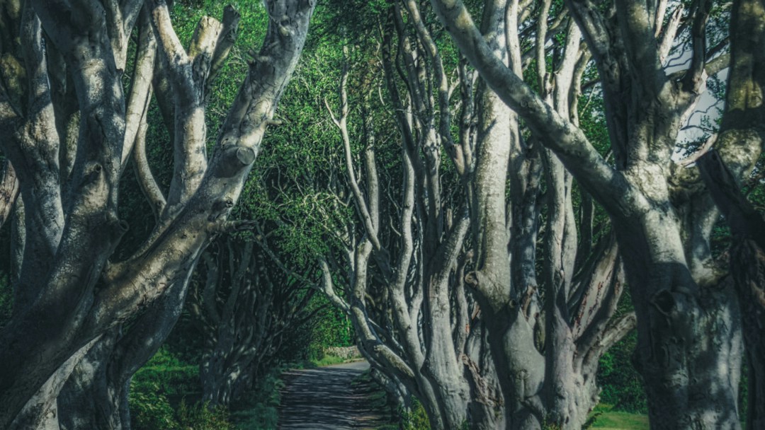 Arrière-plan virtuel forêt Game of Thrones