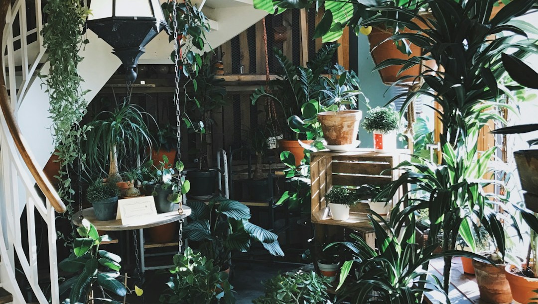 Arrière-plan virtuel maison plantes