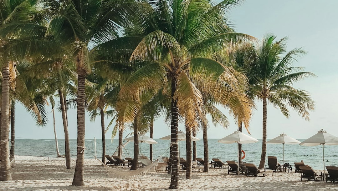 Arrière-plan virtuel plage sable palmiers