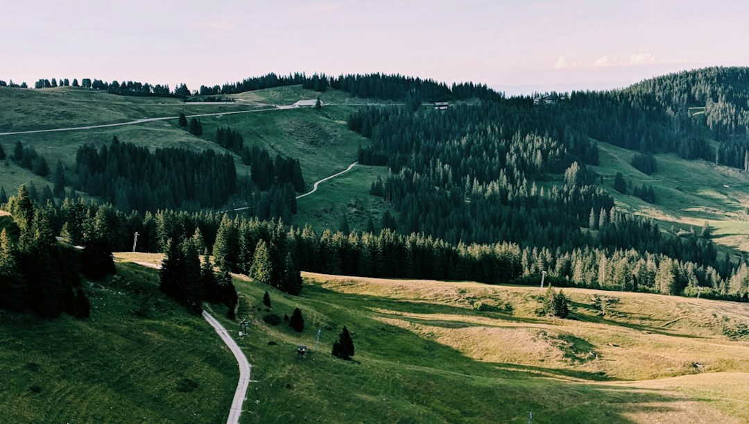 Arrière-plan virtuel campagne forêt