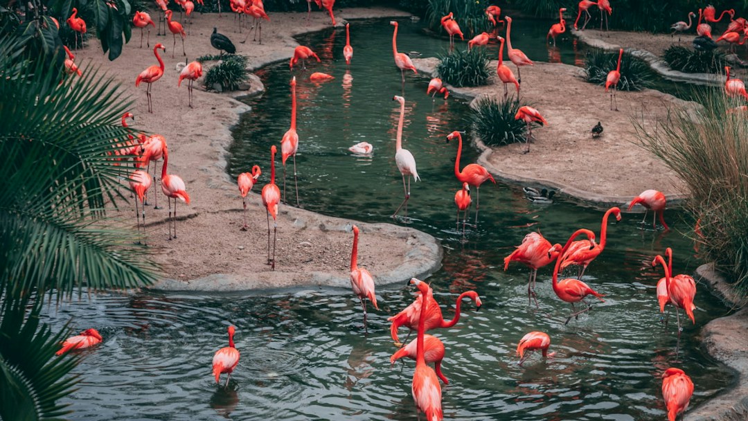 Arrière-plan virtuel flamants roses