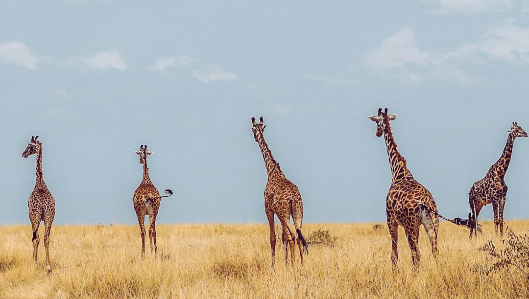 Arrière-plan virtuel girafes savane