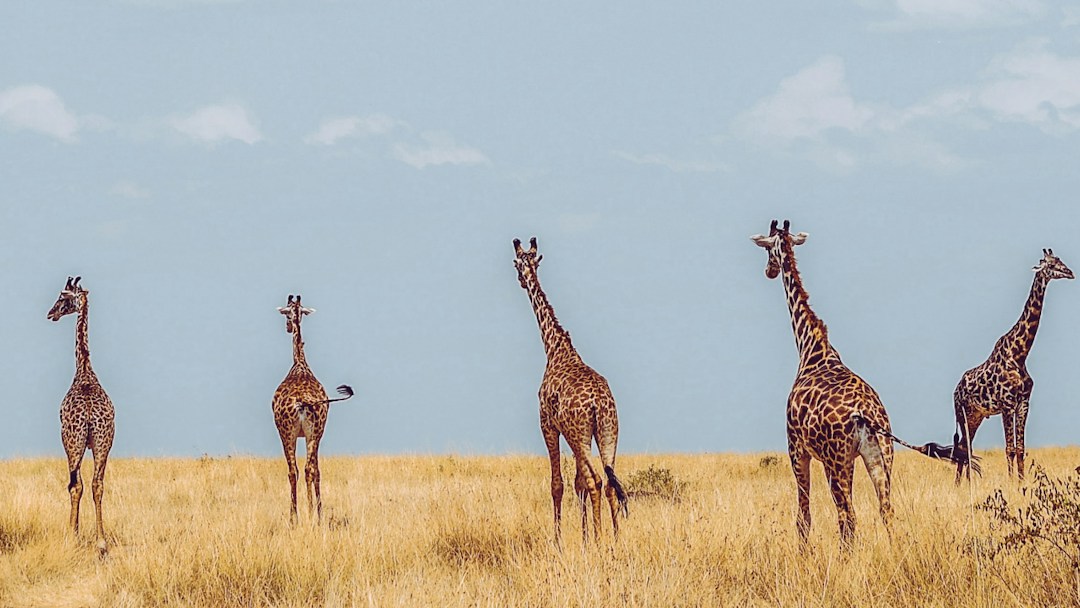 Arrière-plan virtuel girafes savane