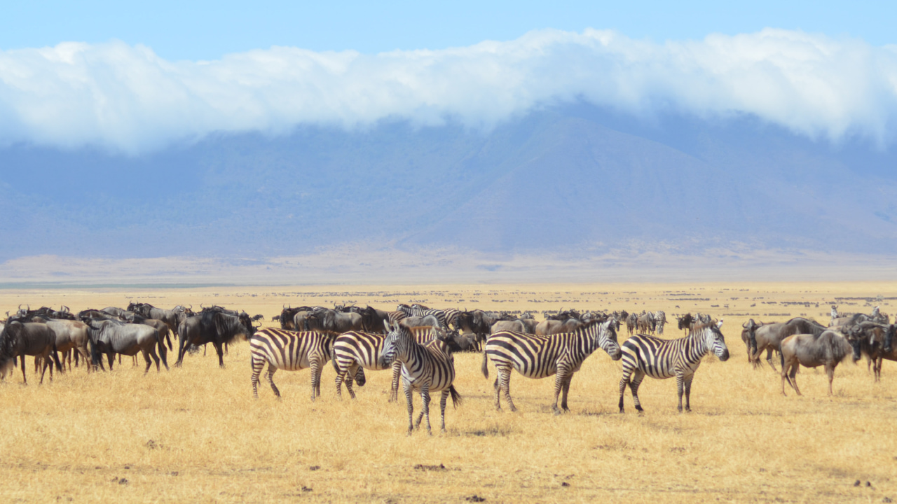 Arrière-plan virtuel zèbres savane