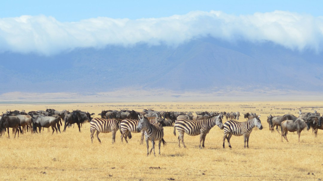 Virtual background zebras
