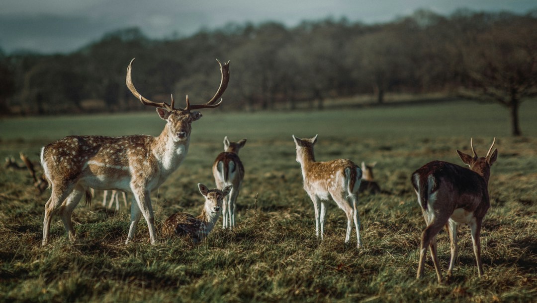 Arrière-plan virtuel animaux biches