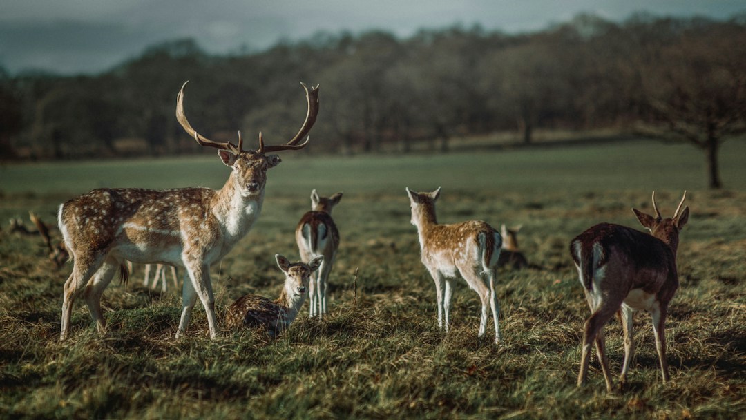 Virtual background forest deers