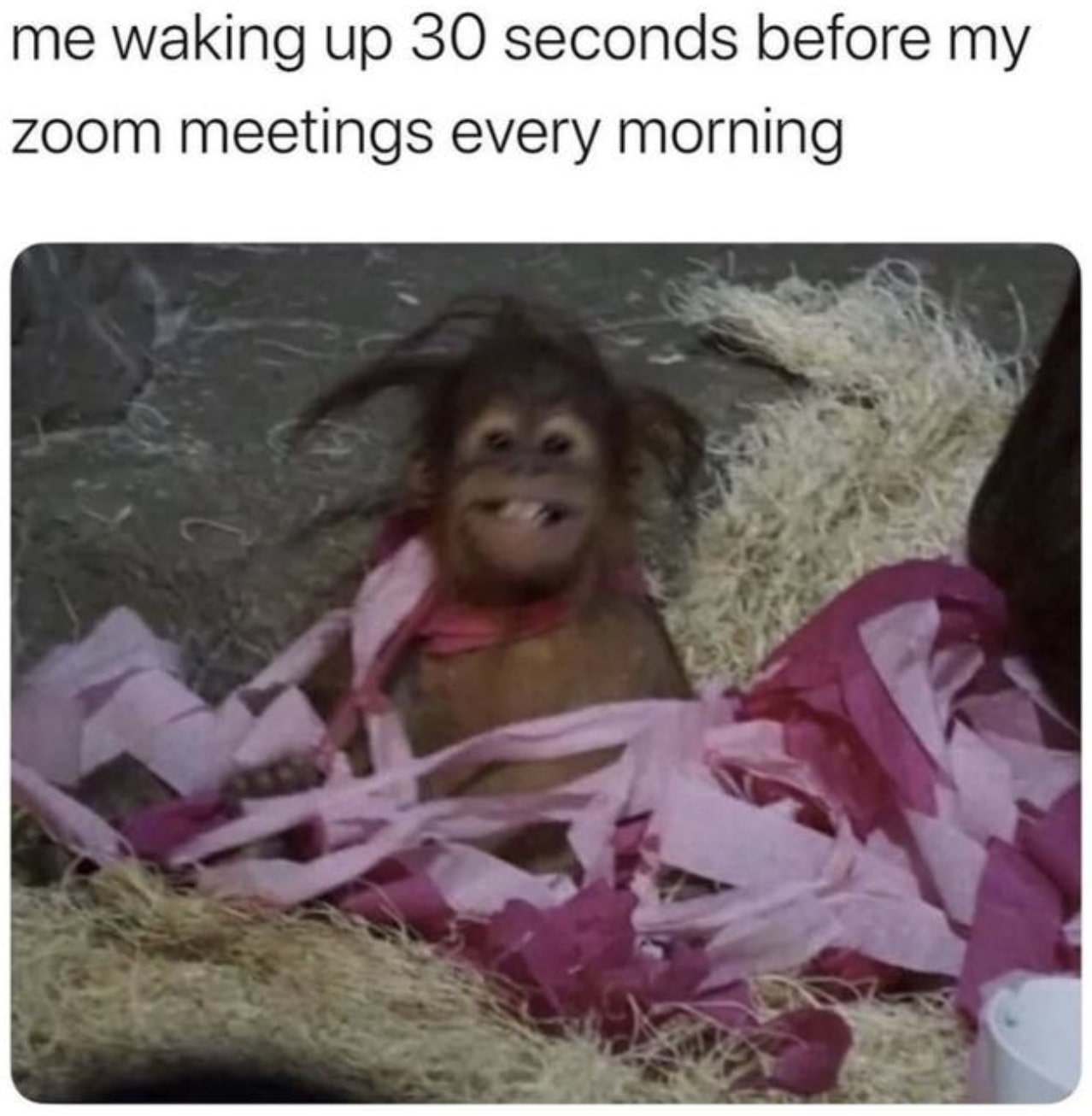 Waking up to remote work meme