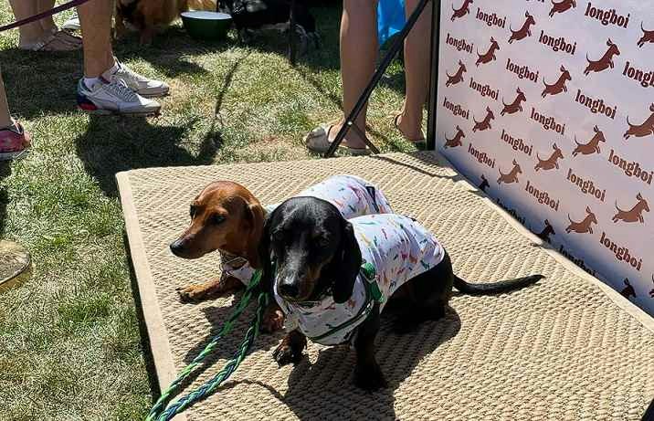 Two dogs at the in-person event Wienerpawlooza sitting in front of a backdrop branded by the company Longboi.