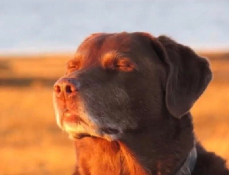 Dog Enjoying the Sun