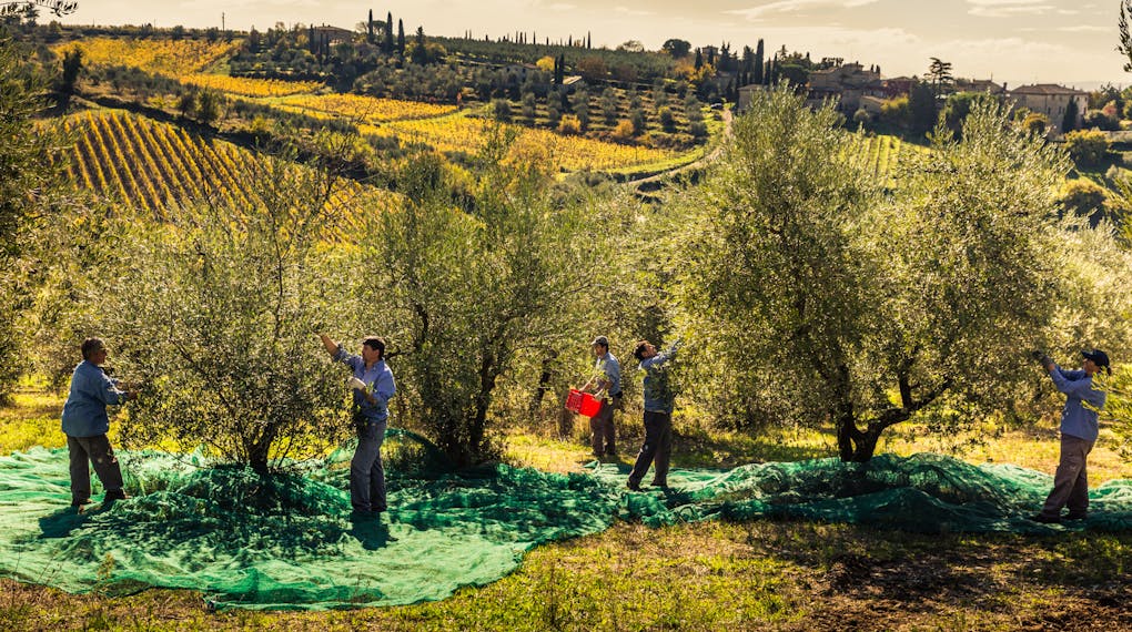 Raccolta Olive Castello di Ama