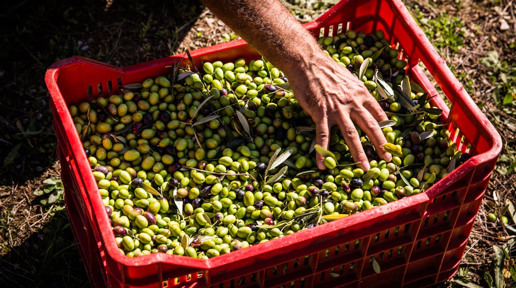 Raccolta Olive Castello di Ama Raccolta Olive Castello di Ama