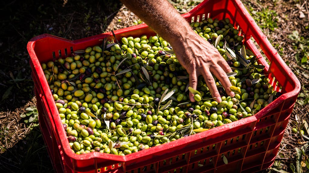 Raccolta Olive Castello di Ama