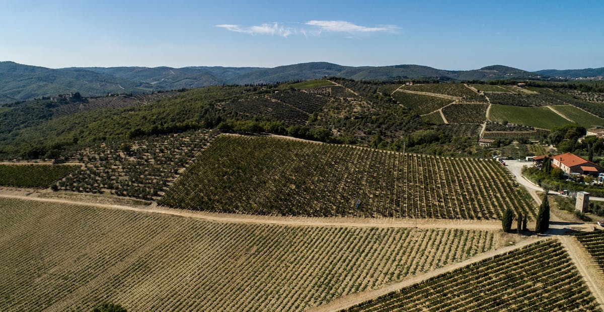 castello di ama wine tour