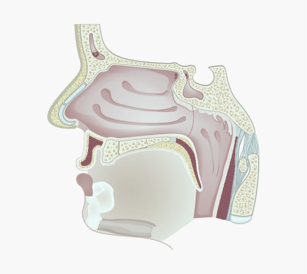 Diagram of sinuses