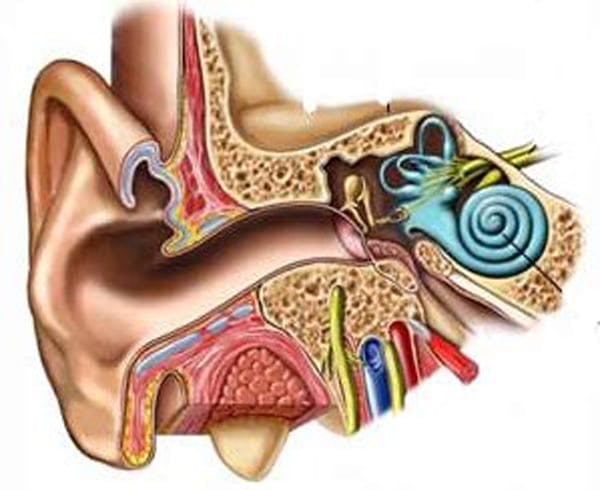 diagram of an ear