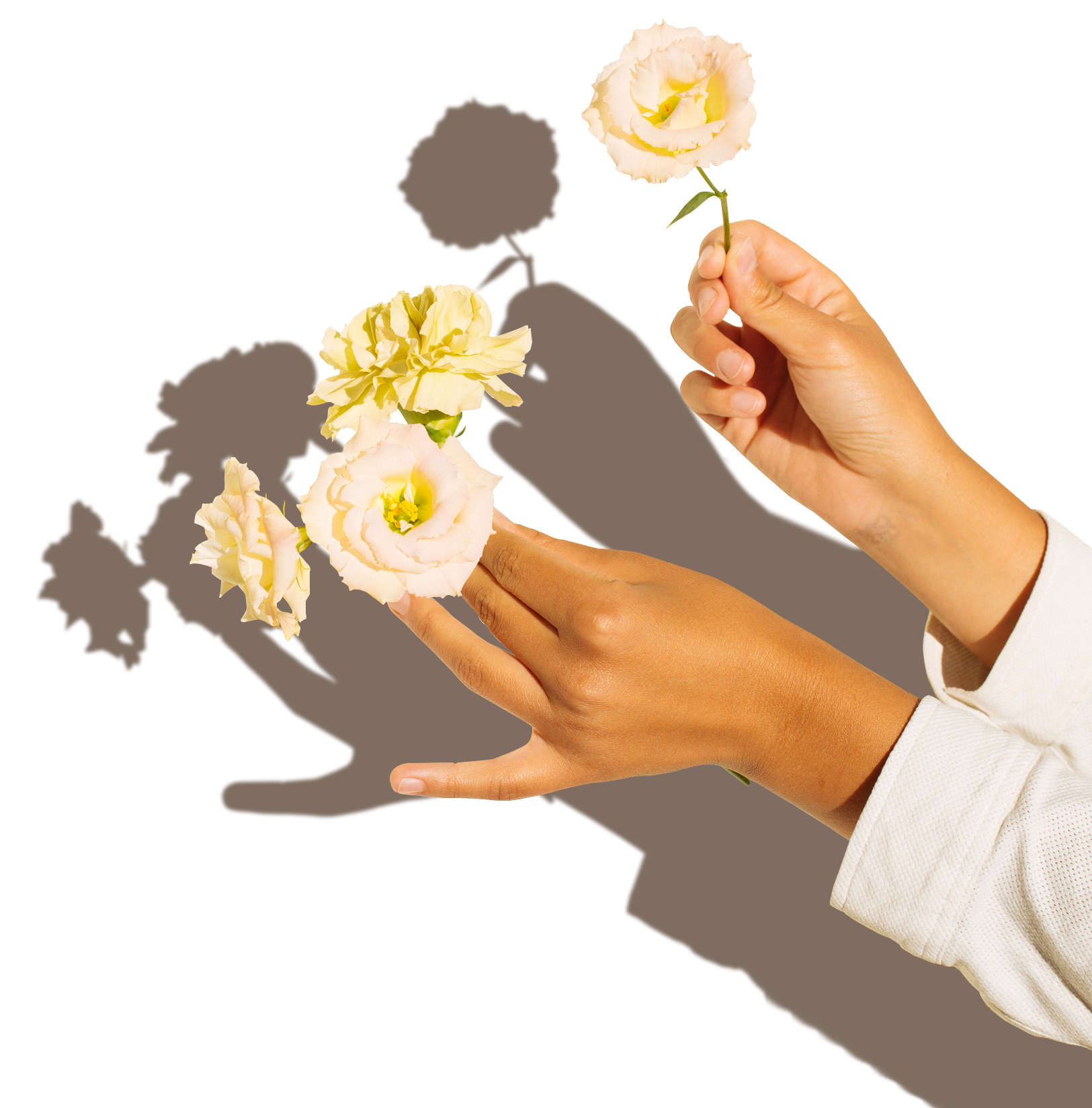 Two hands holding flowers