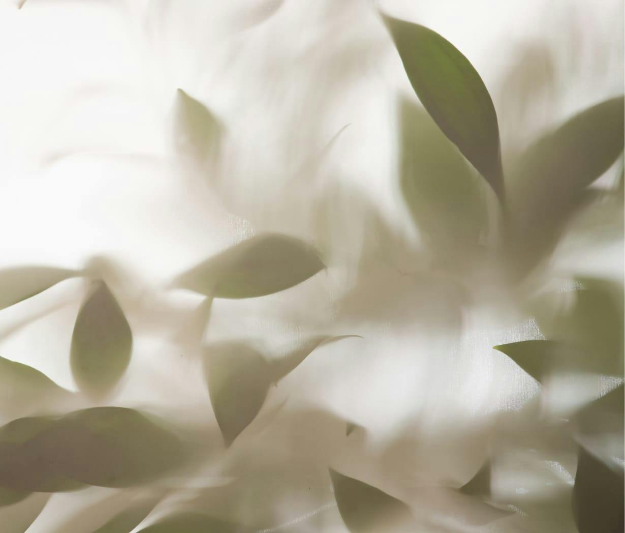 White abstract plant artwork
