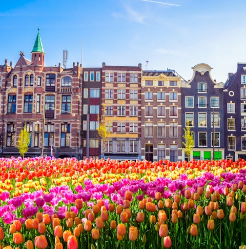 Traditional Dutch Houses in Amsterdam with tulips
