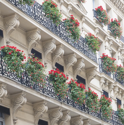 Rows of flowers hanging from balconies in Paris