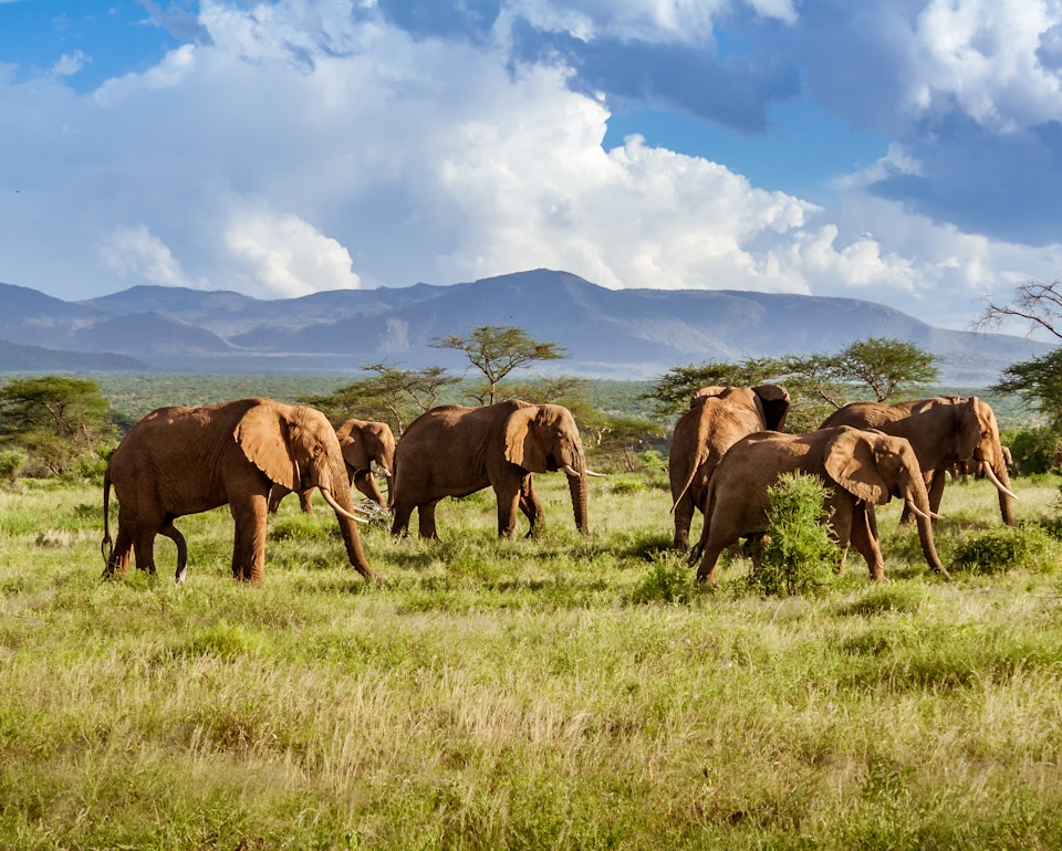 A herd of elephants in the South African wilderness