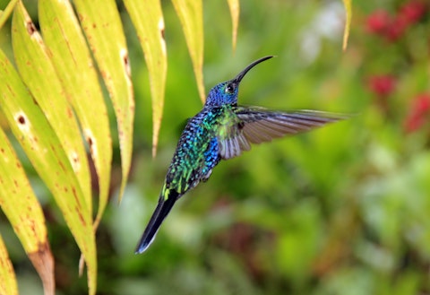A colourful hummingbird mid-flight in La Paz wildlife refuge, Costa Rica