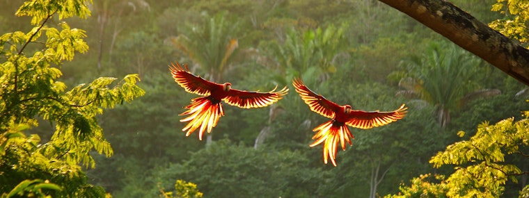 Parrots mid flight in Costa Rica's rainforest at sunset