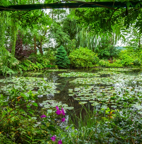 Waterlilies at Claude Monet's former home in Giverny, France