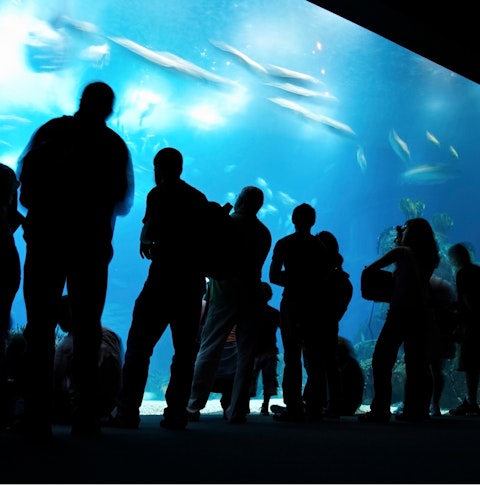 People looking at big aquarium