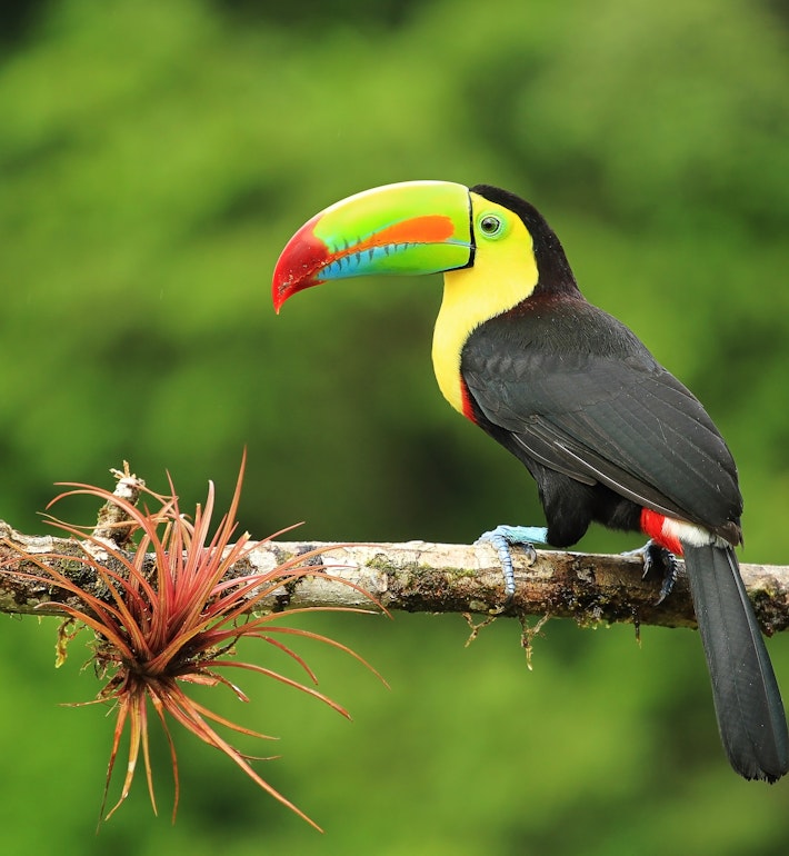 Close up of colorful keel-billed toucan bird